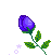 بربر