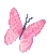 فراشة1
